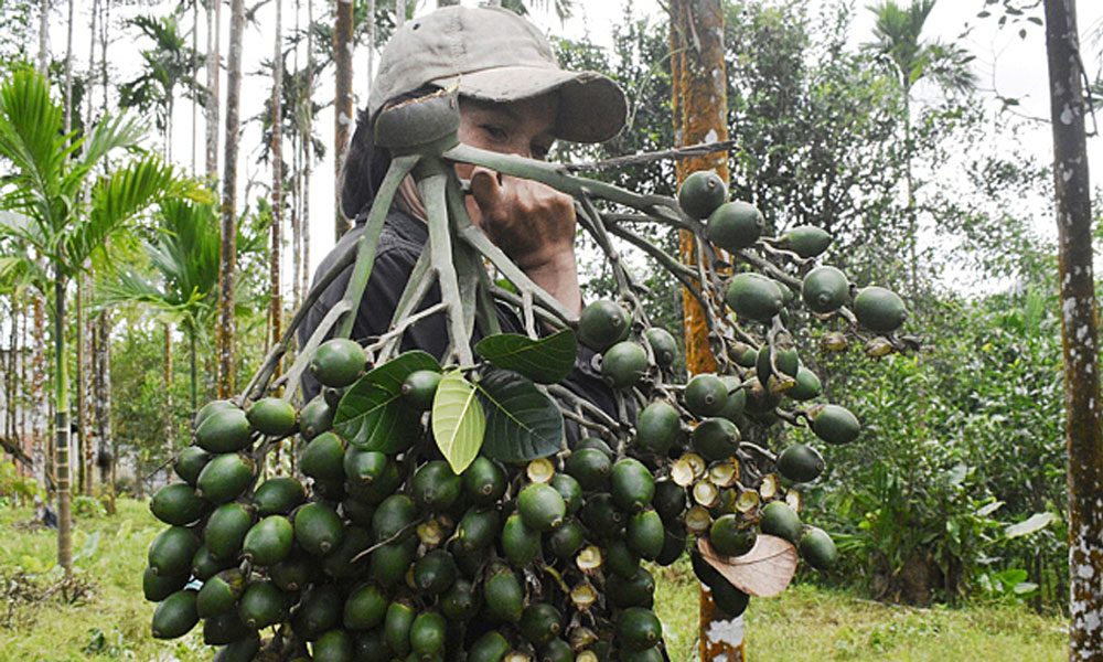 China doubles imports of Vietnam’s areca nuts